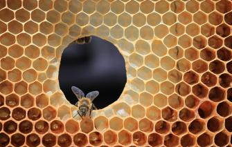 Wallpaper Bee Cell Beehive Image For Desktop Section