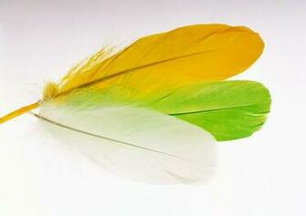 Wallpaper Of The Day Feather Background