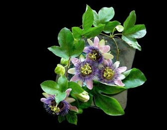 Ikebana Wallpaper Desktop Weddingdressin