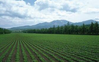 In A Line Crop Field Wallpaper Stock Photos