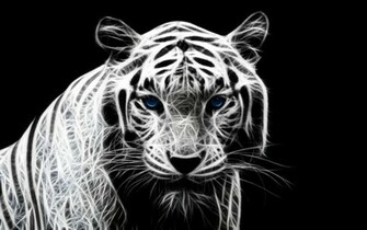 HD White Tiger Wallpaper