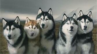 Source Techbeasts Husky Wallpaper