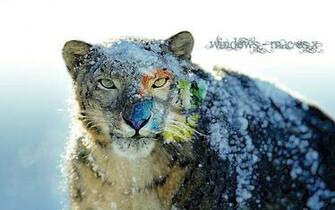 Mac Snow Leopard Wallpaper Wallpaperin4k Net