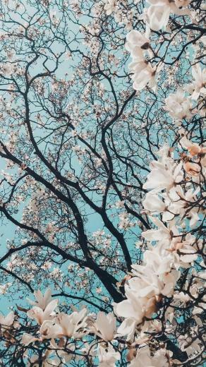 Spring Time Unic Wallpaper Flower Phone