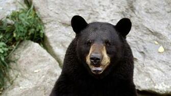 Bear Bears Black Wild HD Wallpaper Hq Desktop