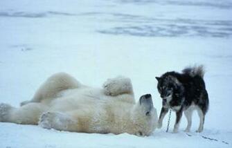 Polar Bear Husky Dog Playing Computer HD Wallpaper