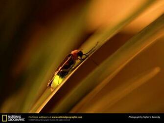Firefly Picture Desktop Wallpaper