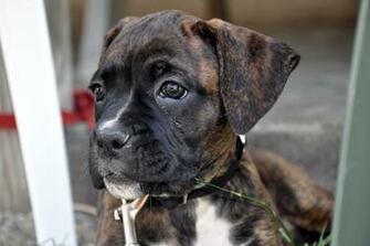 Boxer Puppy Looking Into The Distance Wallpaper And Image