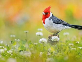 Wallpaper Red Crested Cardinal Photos And Walls