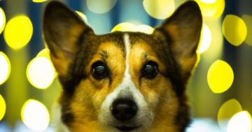 Is This The World S Best Corgi Puppy Dog Dancer