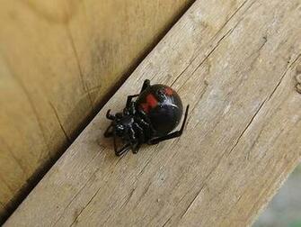Black Widow Spider Graphics Code Comments