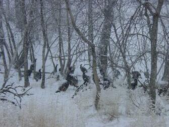 Ridge Lodge Pc Pheasant And Turkey Hunting Wallpaper South Dakota