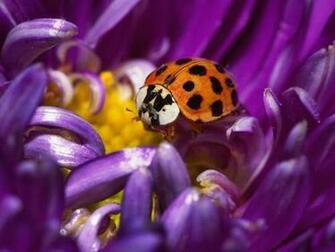 Ladybug Screensaver Screensavers