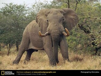 Elephant Picture Desktop Wallpaper