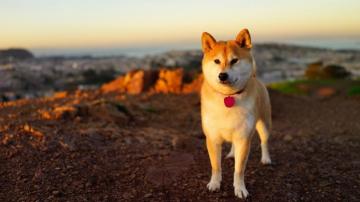 Anime Dog Shiba Inu Wallpaper HD Desktop And Mobile