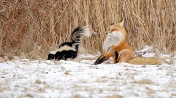 Funny Winter Animal