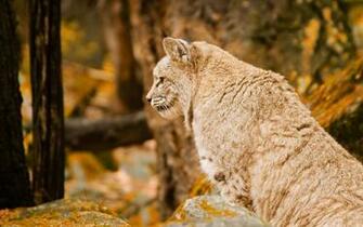 Bobcat Computer Wallpaper Desktop Background Id