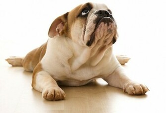 English Bulldog Wallpaper Top Adorable