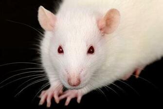 Tom Prokop Portfolio White Rat On Black Background