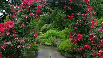 Red Rose Garden Wallpaper Background Desk Cool