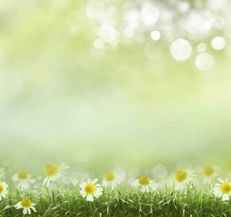 Bokeh Flowers In Sunshine Spring Background Photography