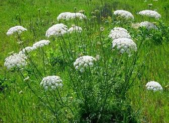 Queen Anne S Lace HD Wallpaper