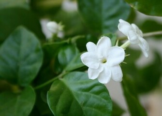 Jasmine Flower Wallpaper News