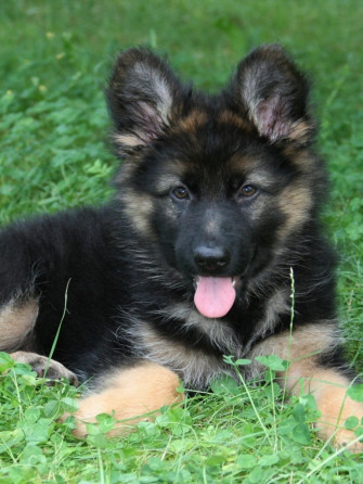 Cute German Shepherd Puppy iPad Mini Wallpaper
