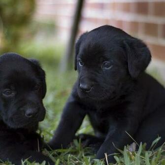 HD Two Black Labrador Puppies Wallpaper