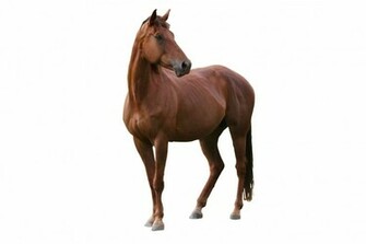 Horse White Background