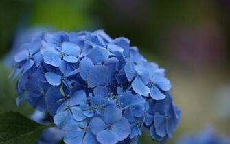Hydrangeas Wallpaper