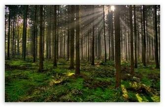 1080p HD Wallpaper Forest For