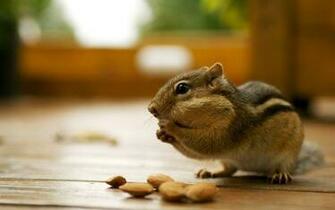Baby Squirrel Wallpaper