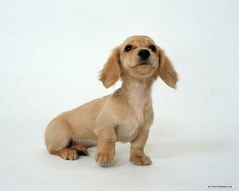 Wallpaper Animal Miniature Dachshund