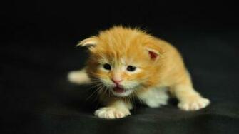 Cool Wallpaper Cute Cat HD Links