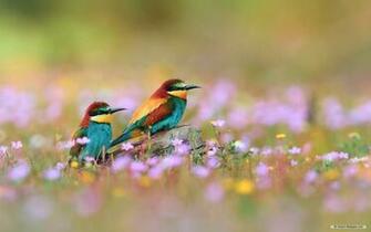 Spring Animal Wallpaper For Laptops HD Site