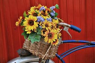 Flower Basket By Lividity101 Photography Still Life Cut Plant