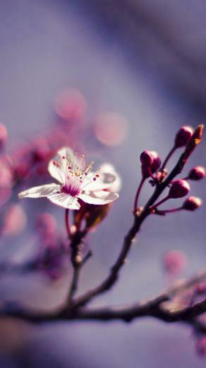 Cute Spring iPhone X Wallpaper HD Phone