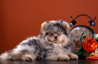 Baby Animal Dog Puppy 4k Ultra HD Wallpaper