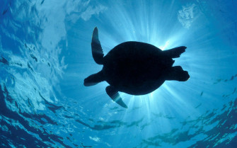 Top Cool Turtle Wallpaper Full HD 4k To Use