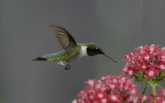 Hummingbird Computer Wallpaper Desktop Background Id