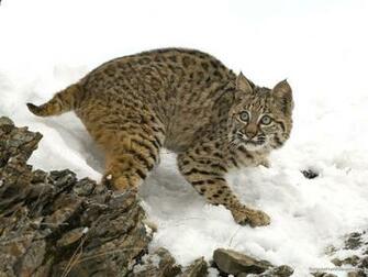 Winter Bobcat Wallpaper Image