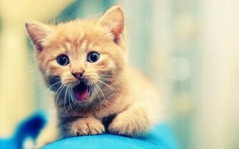 Cute Kitten Wallpaper HD