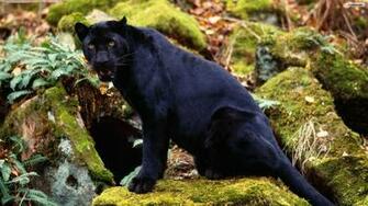 Black Panther Wallpaper