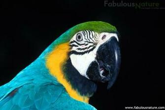 Exotic Birds Pictures Wallpaper
