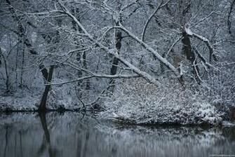 Winter Trees Image Amp Pictures Becuo
