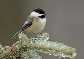 Gauge Tip Of The Week Winter Bird Feeding Makes All Difference