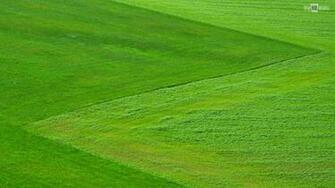 Green Meadow Wallpaper