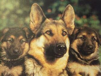 Breeding And Raising These Puppies Seriously Making Sure