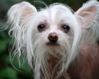 Chinese Crested Dog Photo And Wallpaper Beautiful